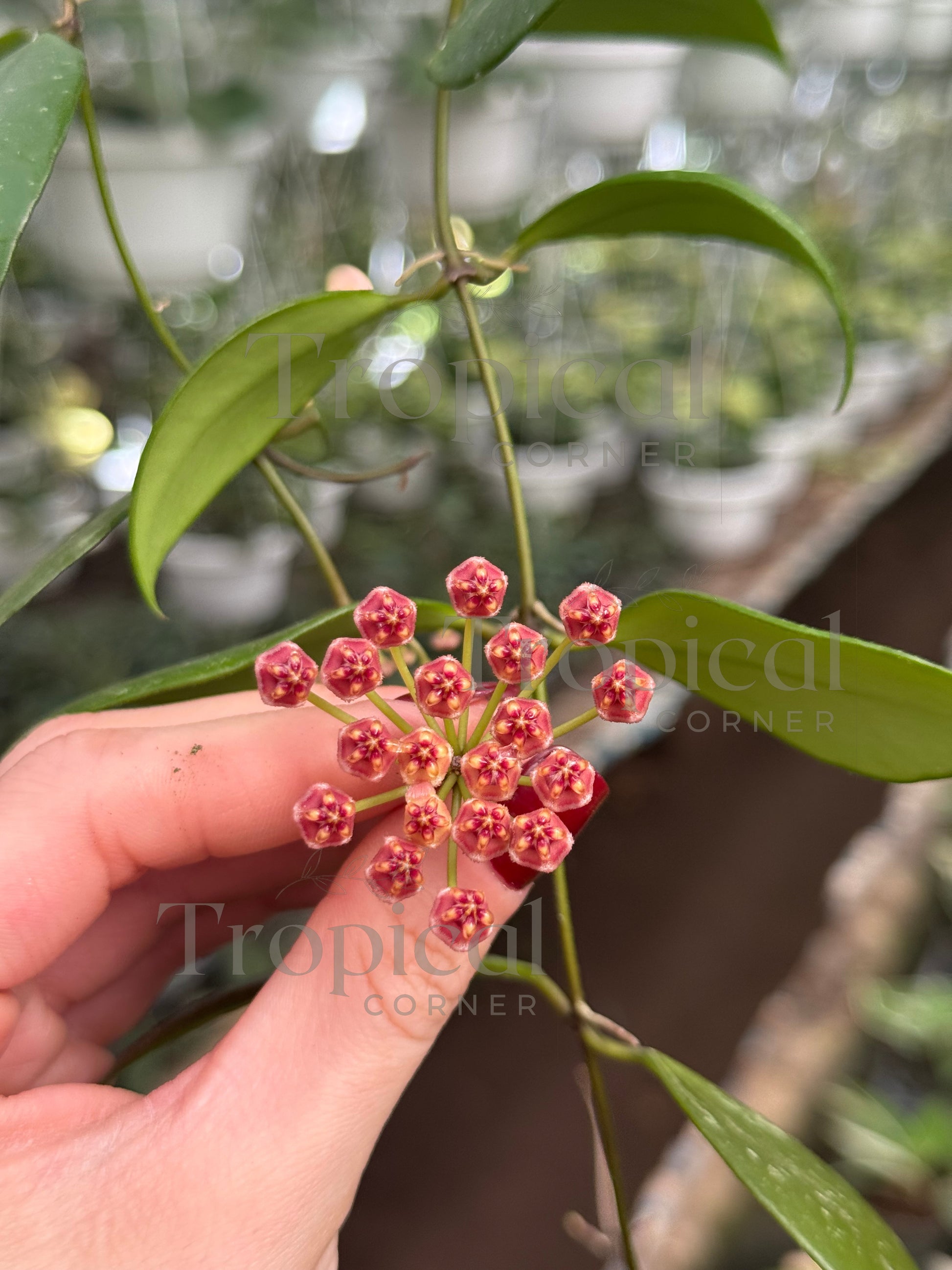 Hoya Memoria Hoya Tropical Corner