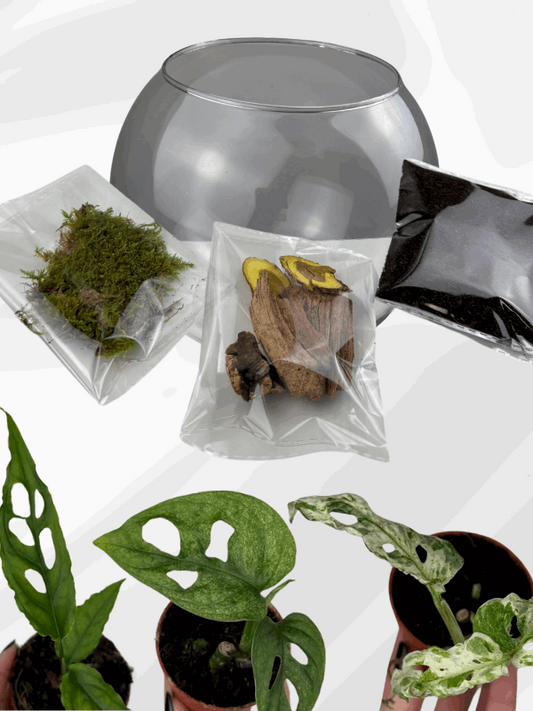 Terrarium “Exclusive Tris”