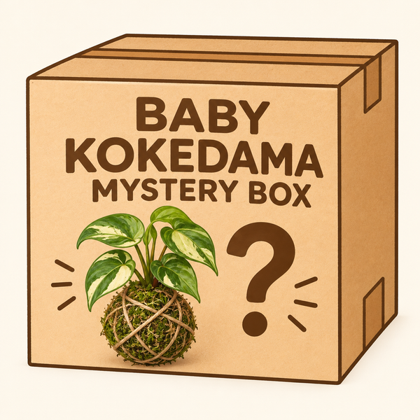 Baby Kokedama mystery box