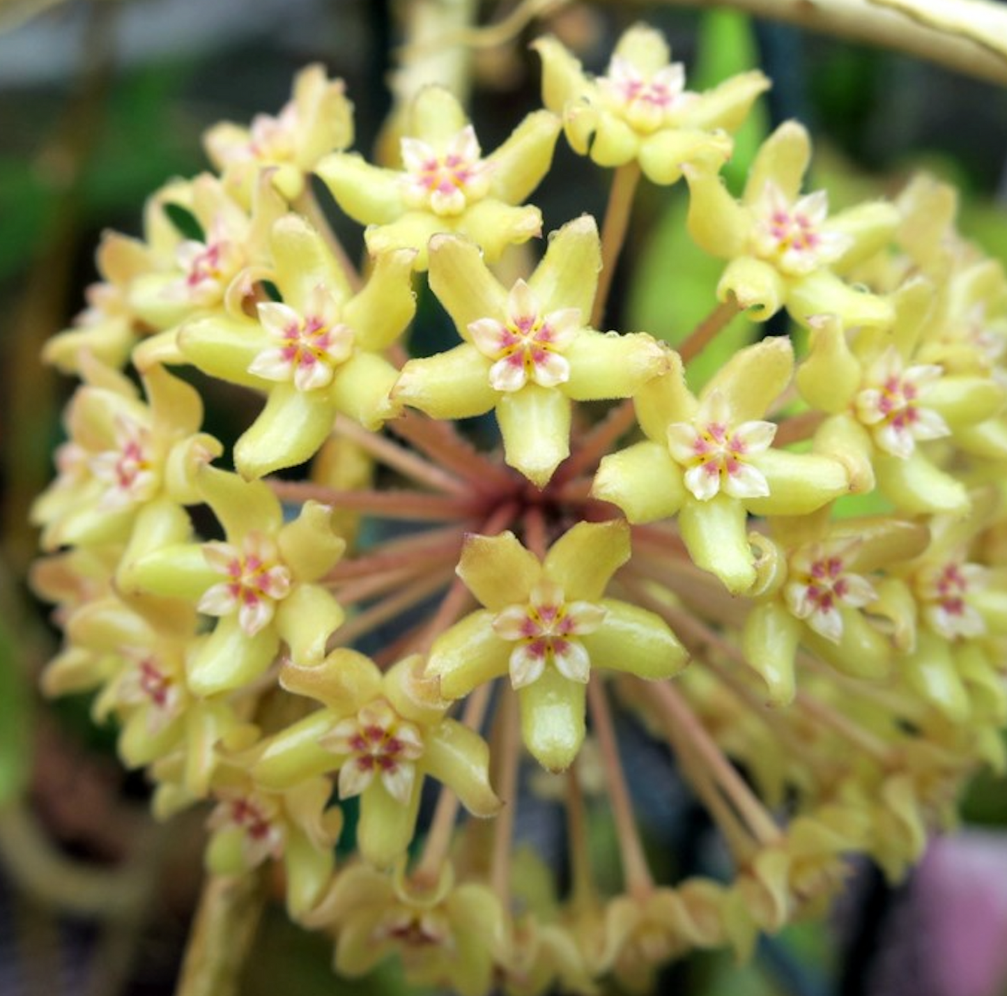 Hoya Quinquenervia Hoya Tropical Corner