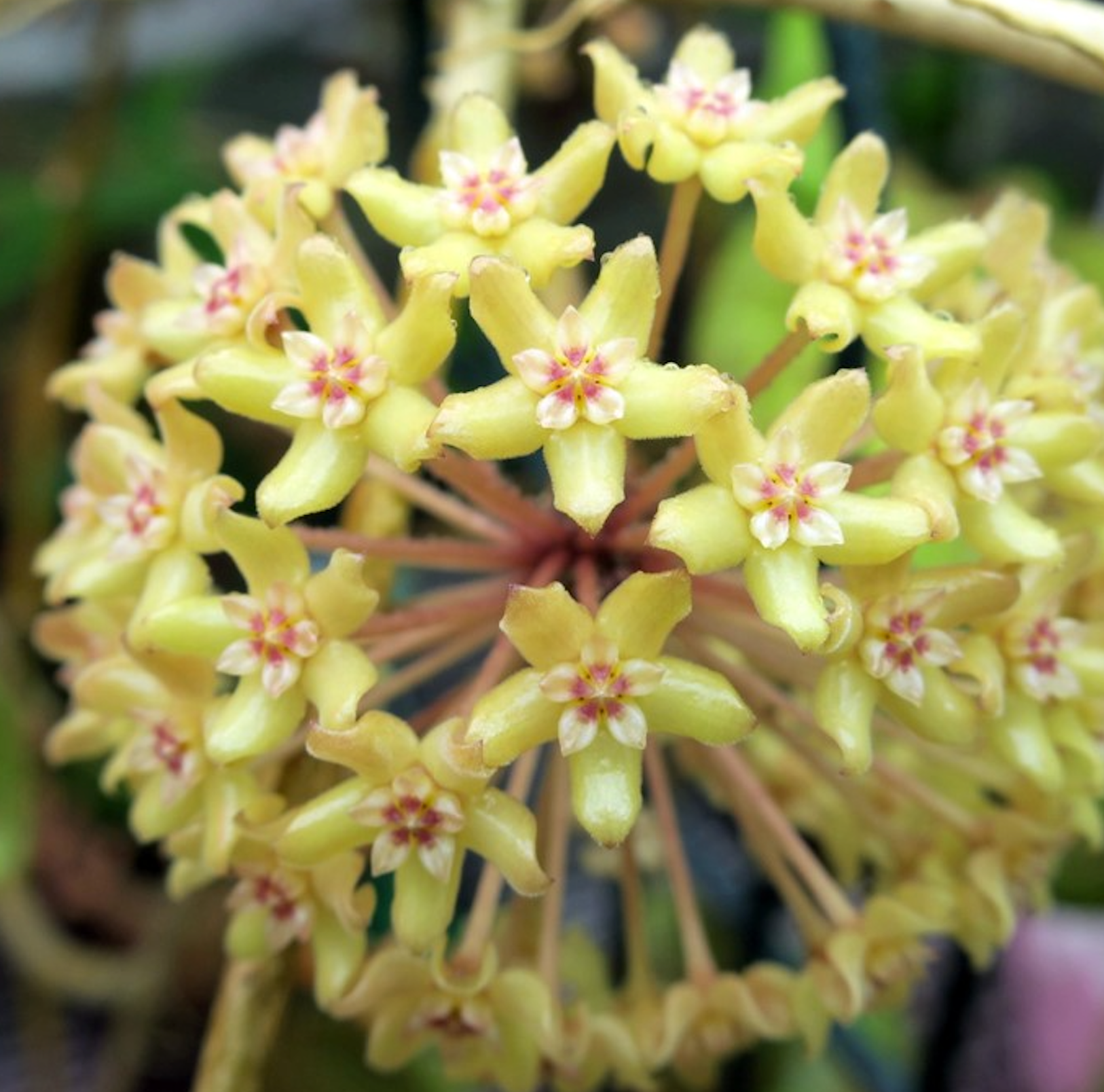 Hoya Quinquenervia Hoya Tropical Corner