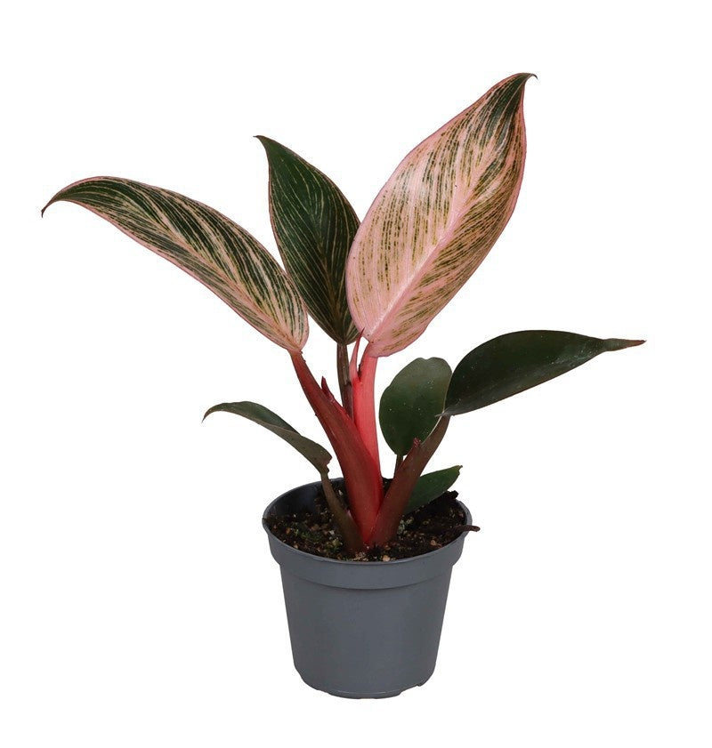 Philodendron Birkin 'Pink Bikini'