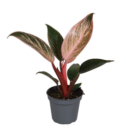 Philodendron erubescen 'Pink Bikini'