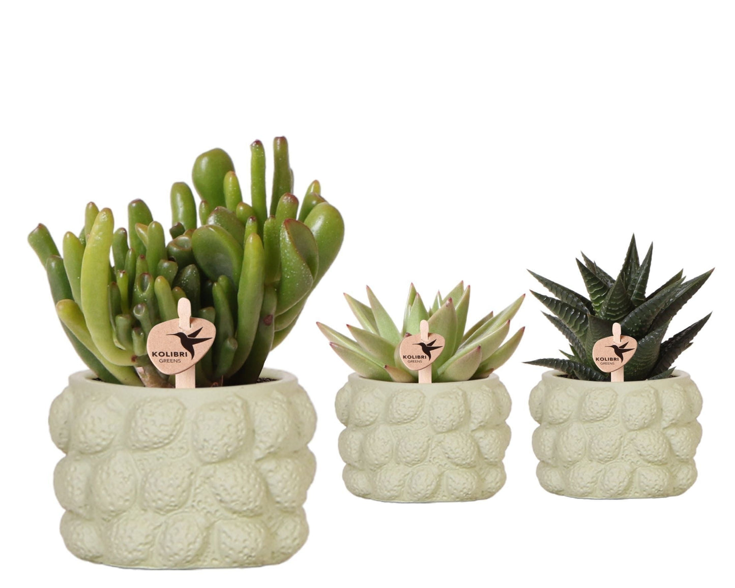 SuccuSet 'Citrus pot' Succuset Tropical Corner