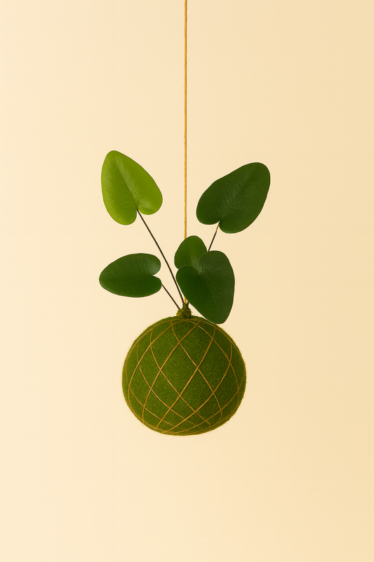 Baby Kokedama | Hemionitis Arifolia