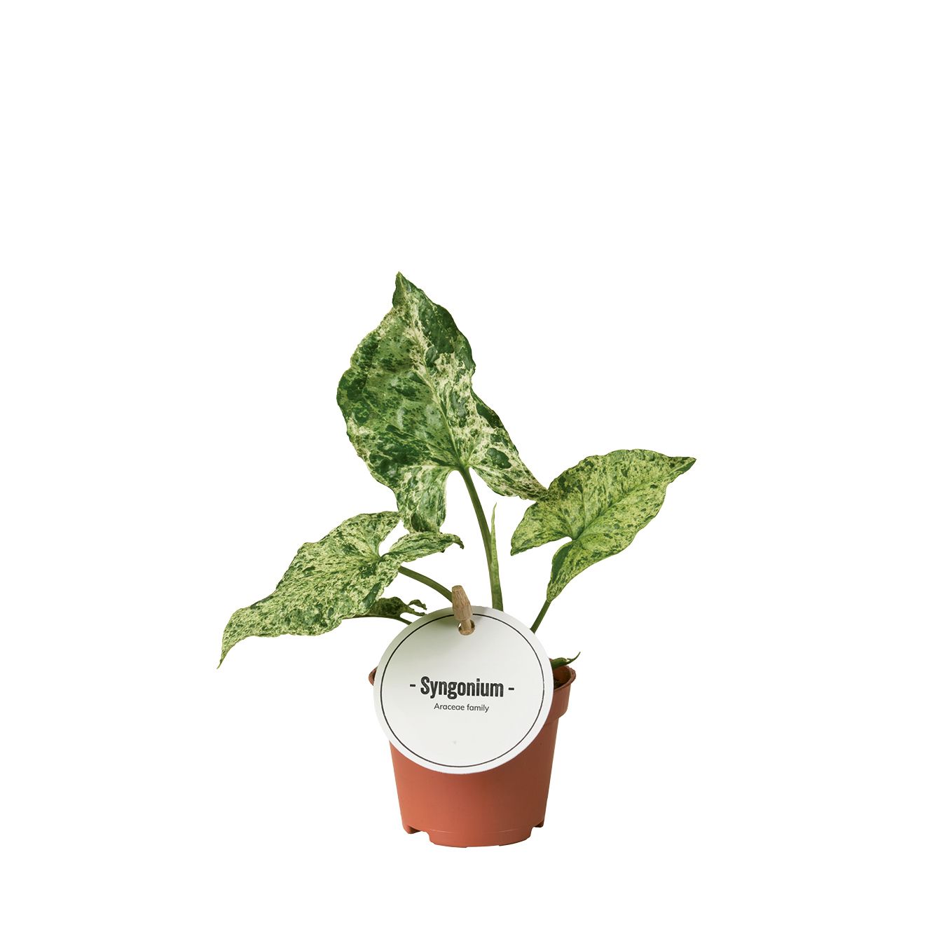 Syngonium 'Mottled Mojito' Syngonium Tropical Corner