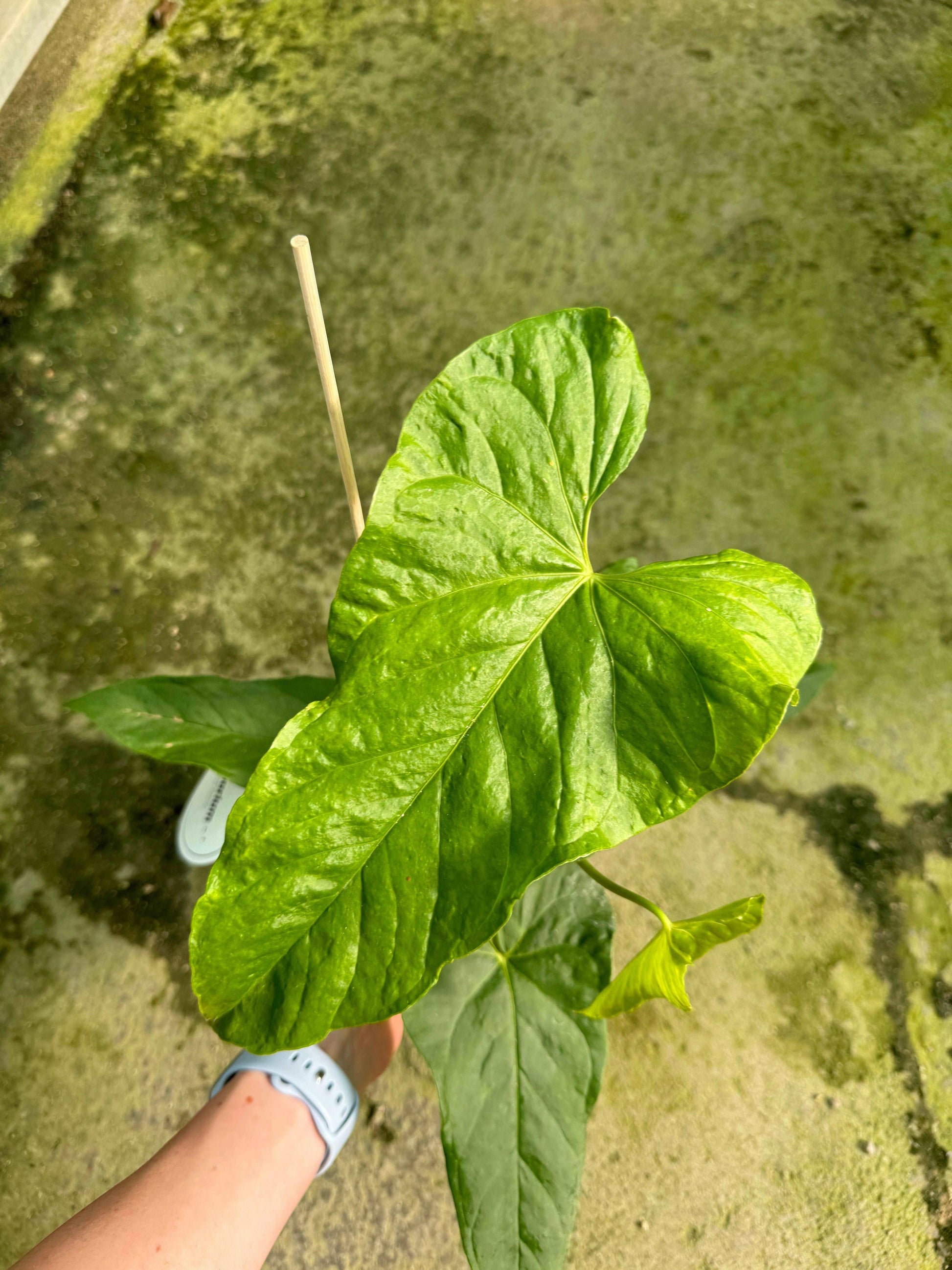 Anthurium Balaoanum