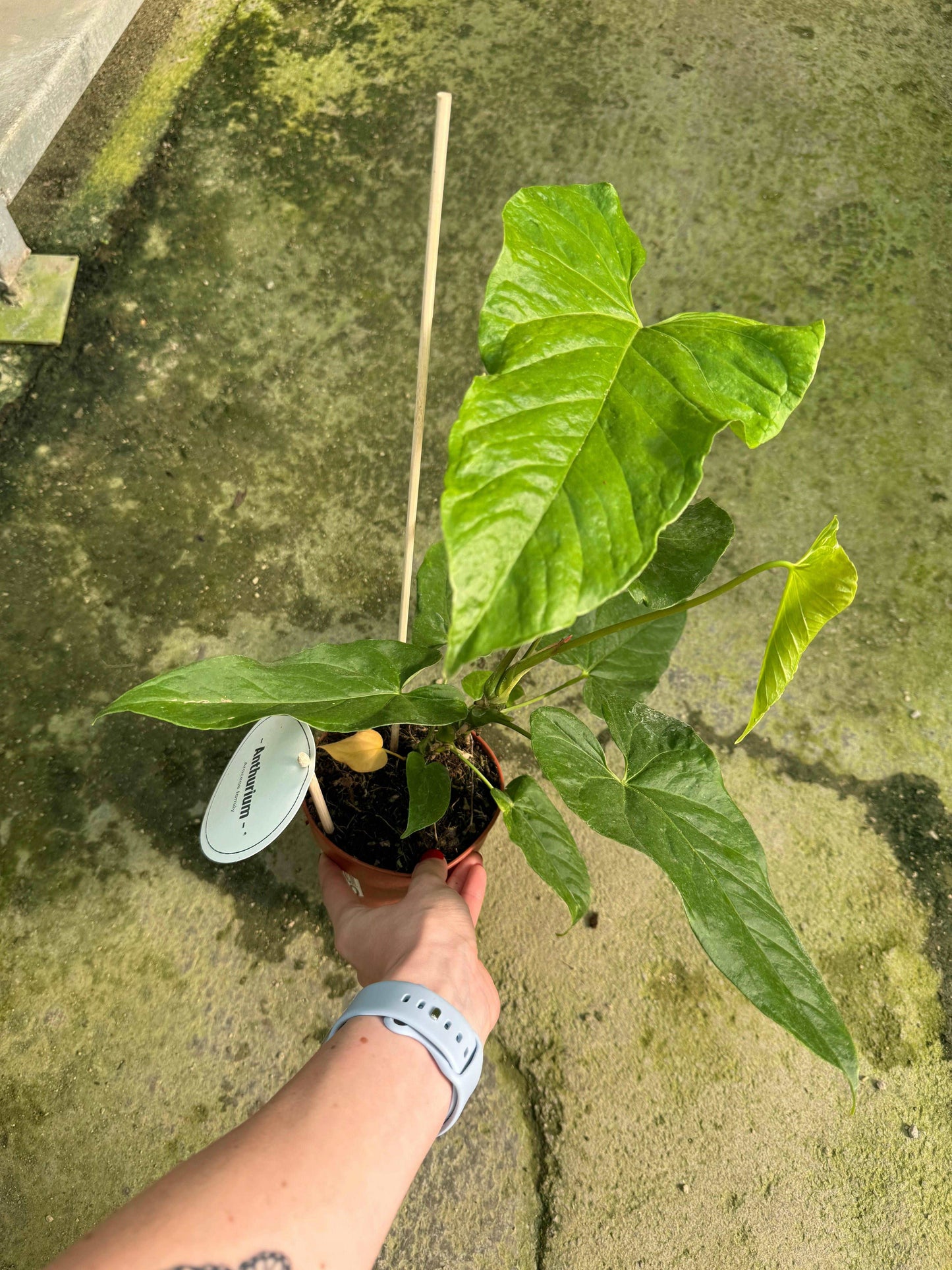 Anthurium Balaoanum