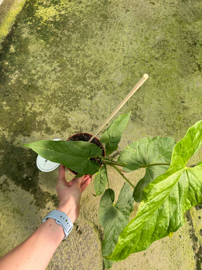 Anthurium Balaoanum