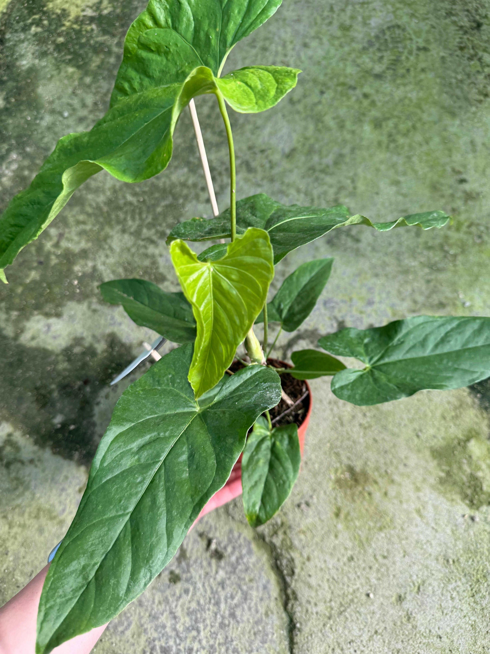 Anthurium Balaoanum