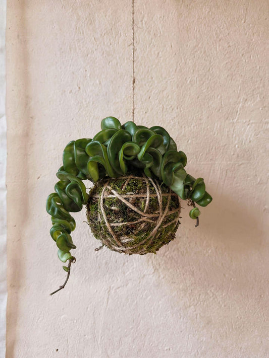 Baby Kokedama | Hoya Compacta