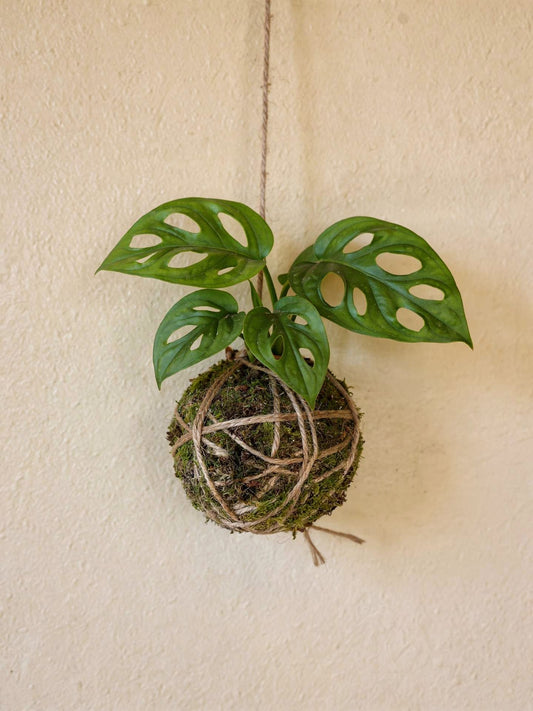 Baby Kokedama | Monstera Adansonii