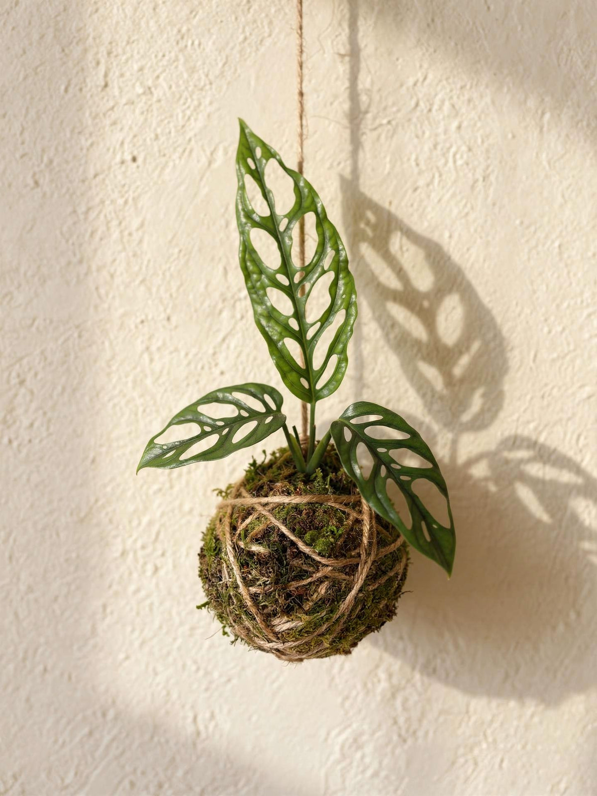 Baby Kokedama | Monstera Obliqua Perù