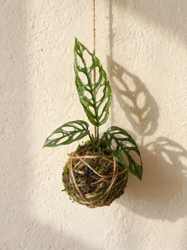 Baby Kokedama | Monstera Obliqua Perù
