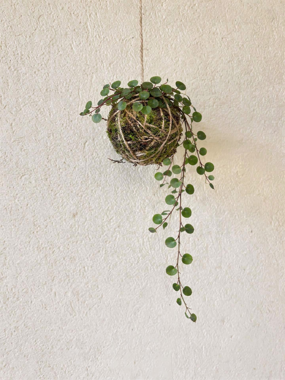 Baby Kokedama | Peperomia 'Pepperspot'