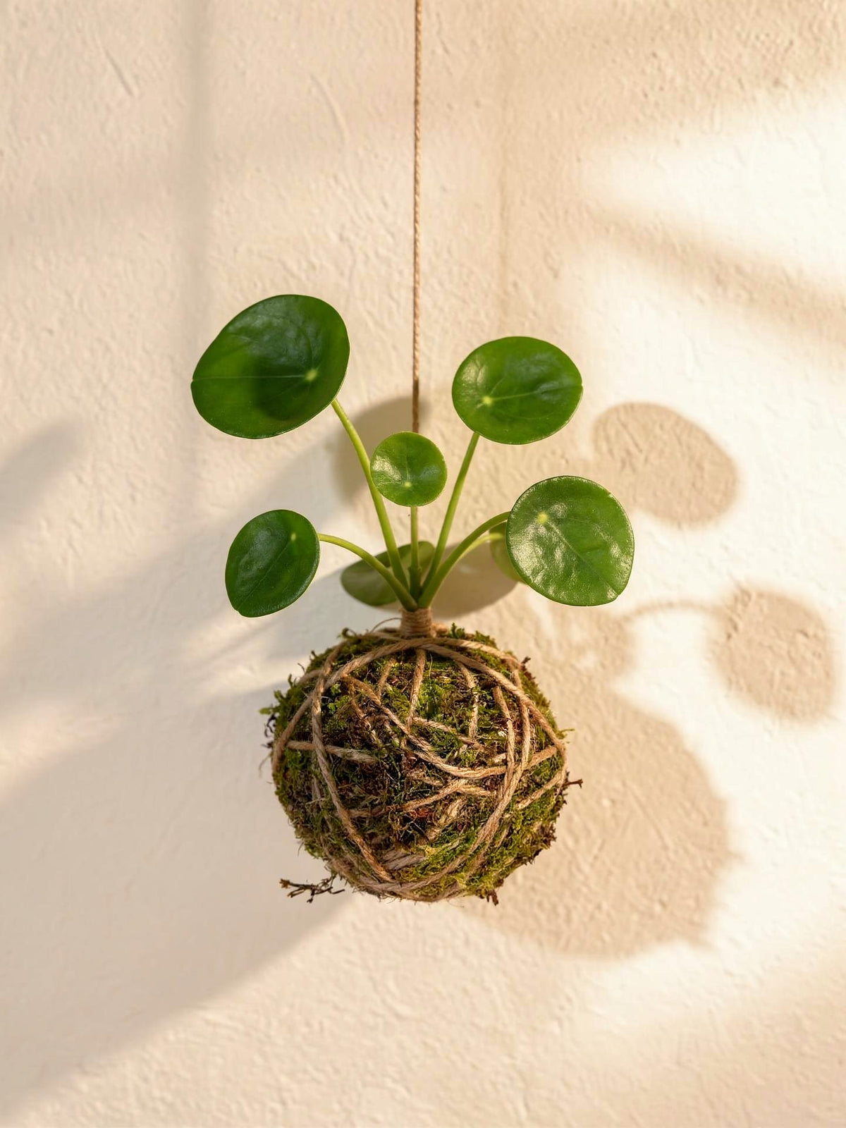 Baby Kokedama | Pilea Peperomioides