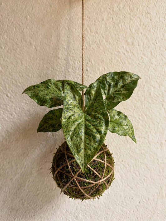 Baby Kokedama | Syngonium 'Mottled Mojito'
