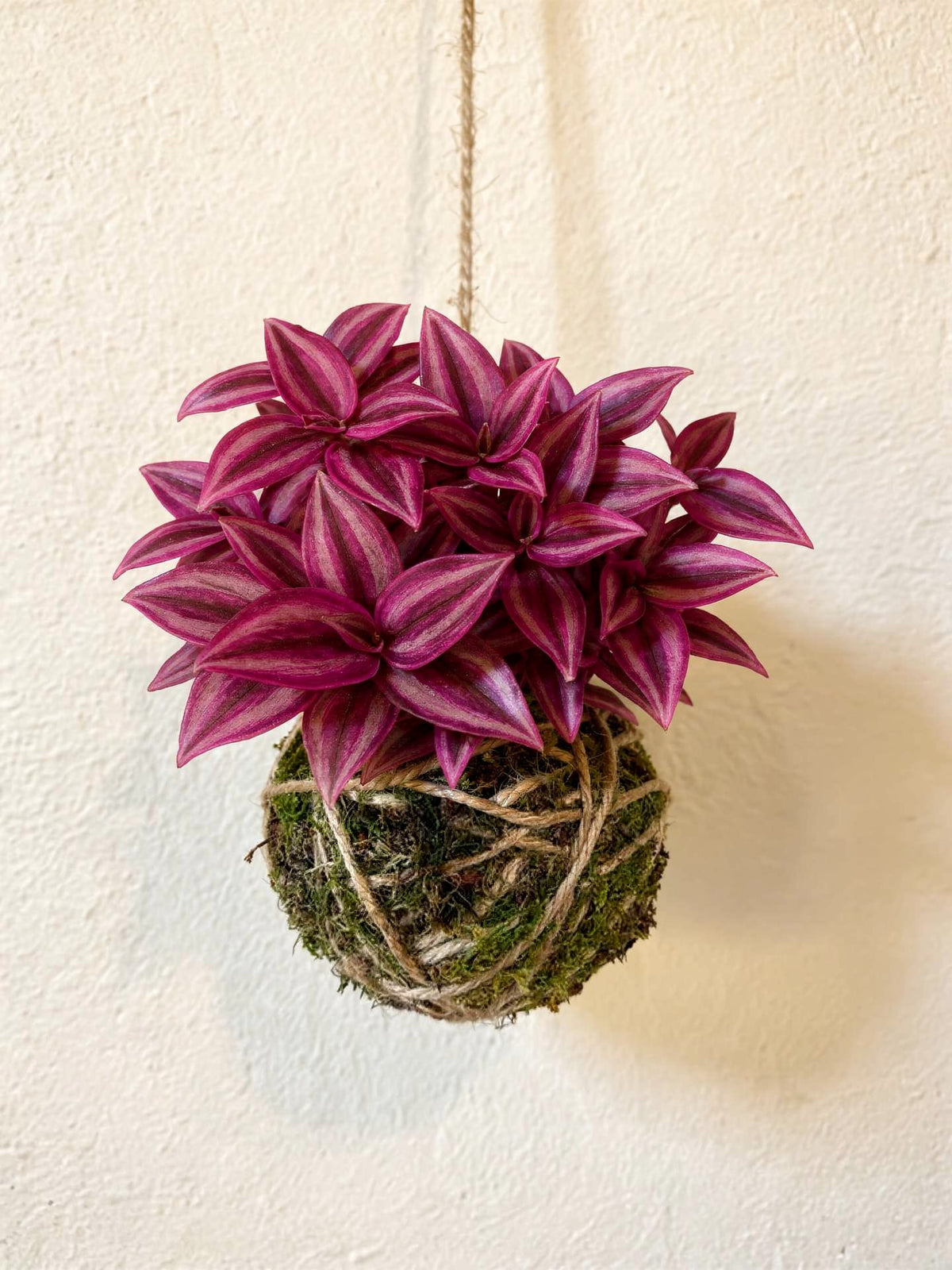 Baby Kokedama | Tradescantia Pink Paradise