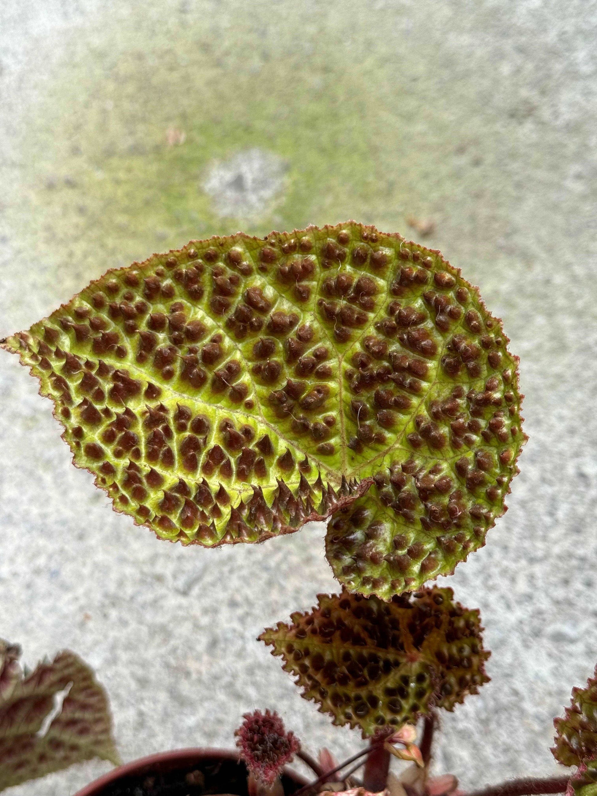 Begonia Ferox