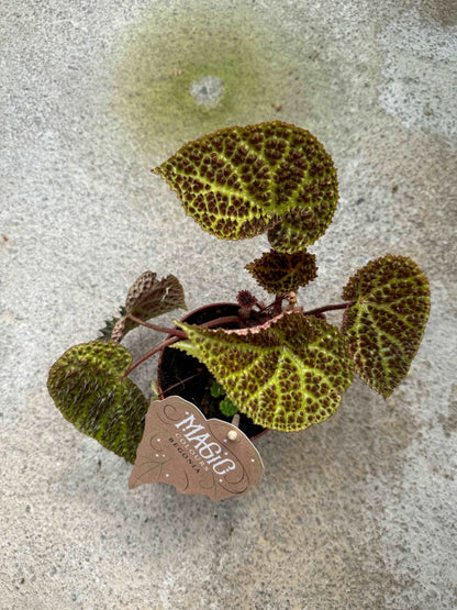 Begonia Ferox