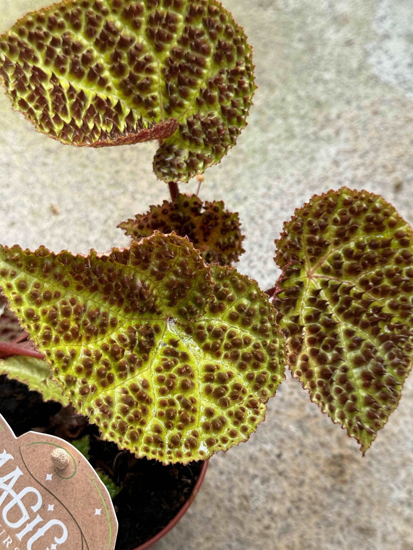 Begonia Ferox