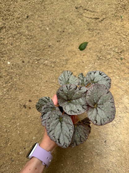 Begonia Rex Chayo