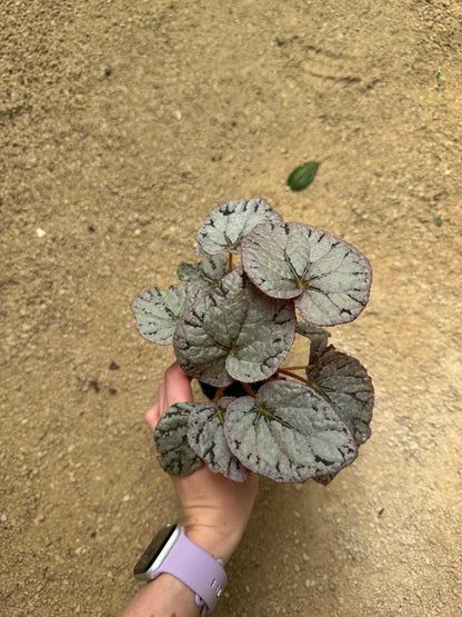 Begonia Rex Chayo