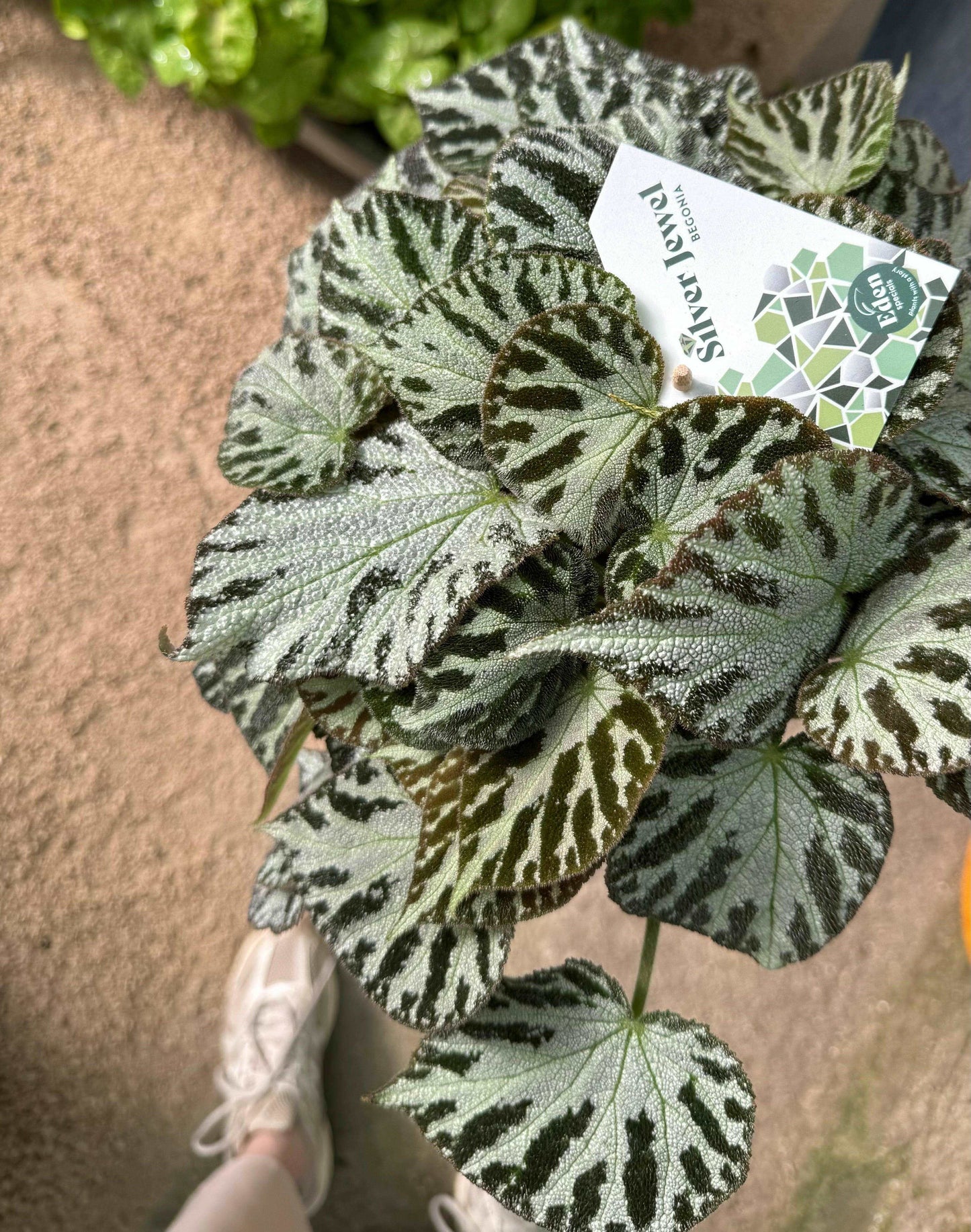 Begonia “Silver Jewel”