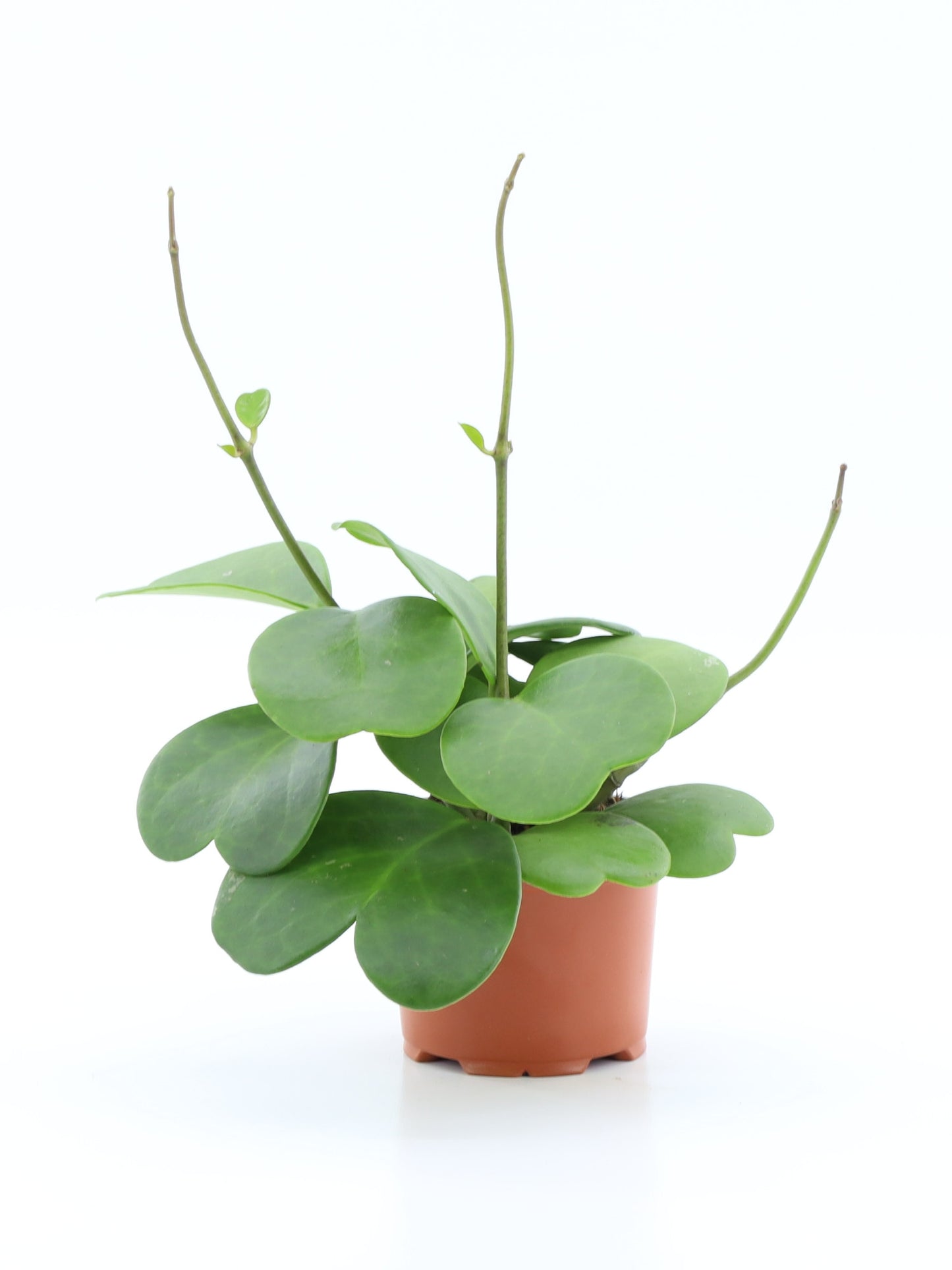 Hoya Kerrii Hoya Tropical Corner Pianta “L” 16 cm