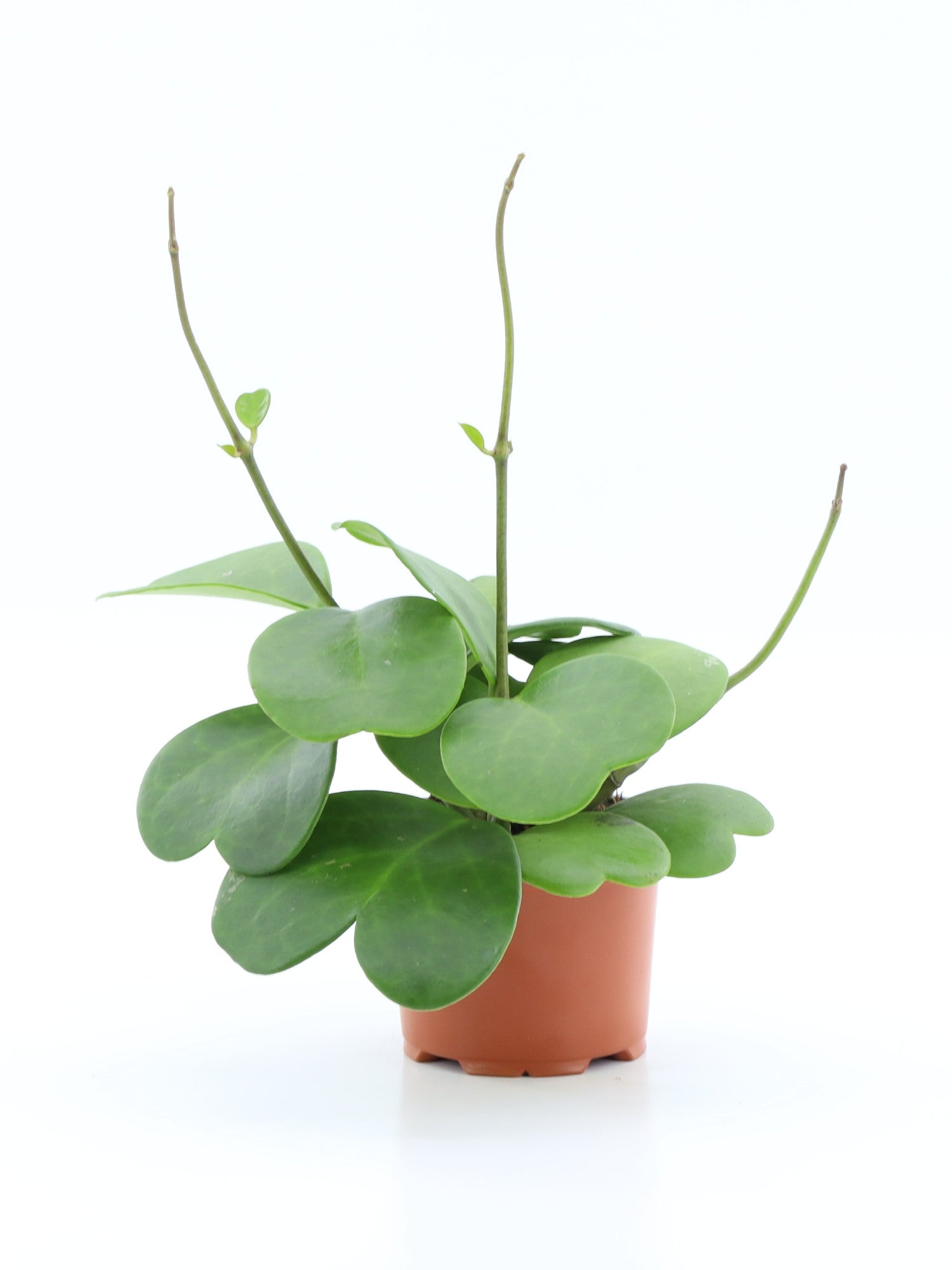 Hoya Kerrii Hoya Tropical Corner Pianta “L” 16 cm