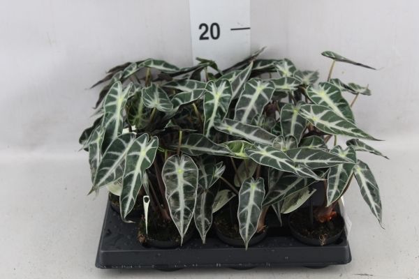 Alocasia Bambino 'Arrow Curly' Alocasia Tropical Corner
