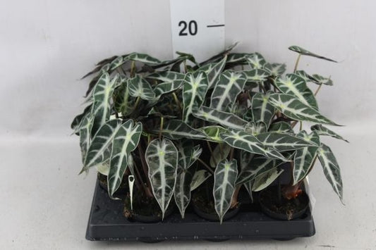 Alocasia Bambino 'Arrow Curly' Alocasia Tropical Corner