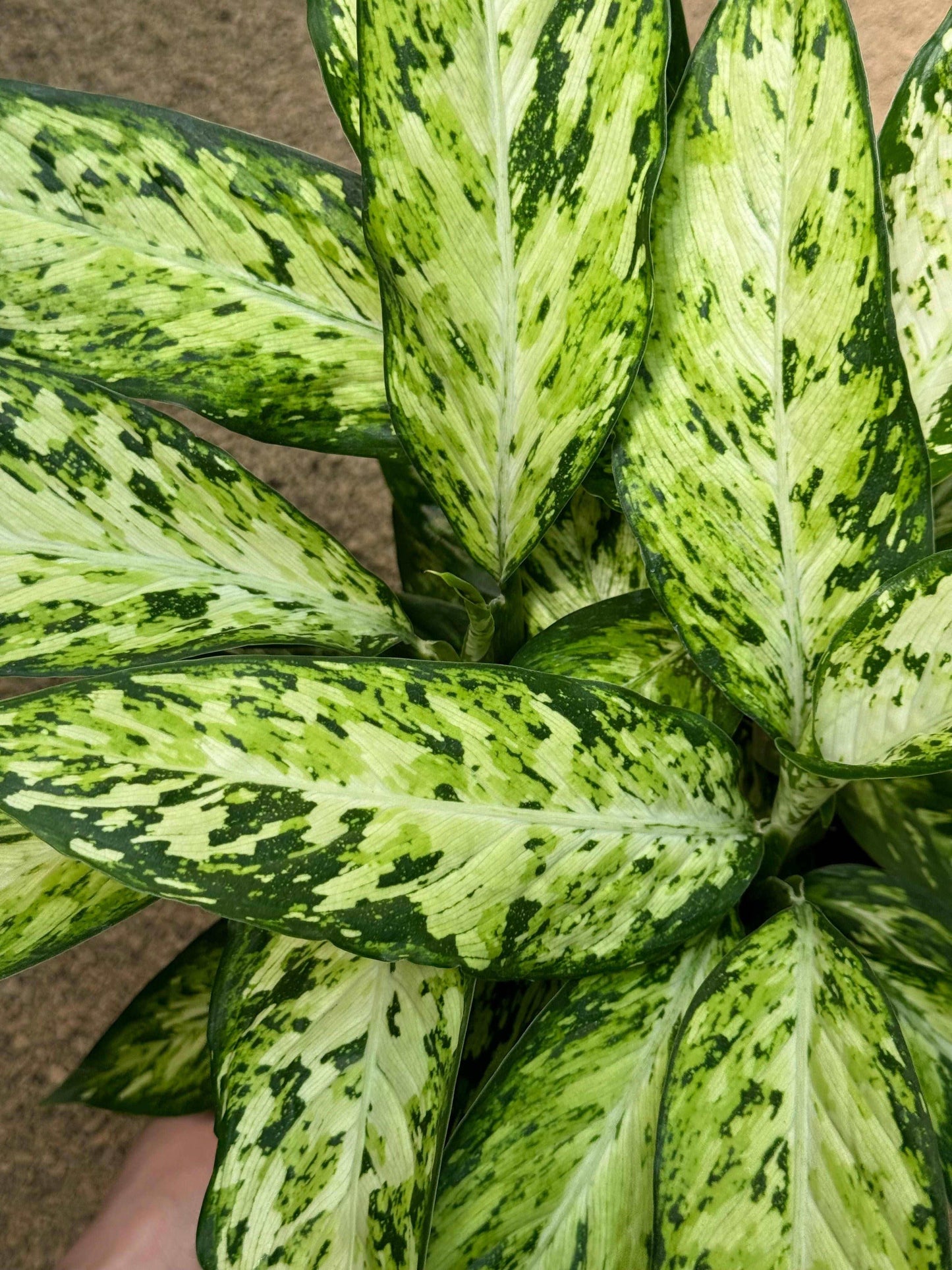 Dieffenbachia Vesuvio