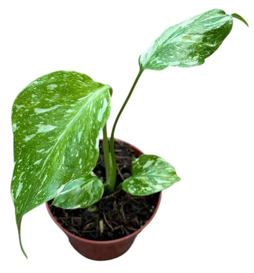 Monstera Electro Light