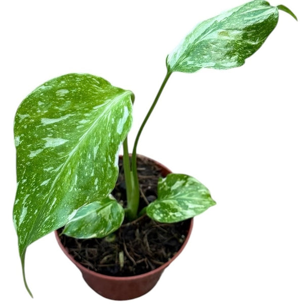 Monstera Electro Light