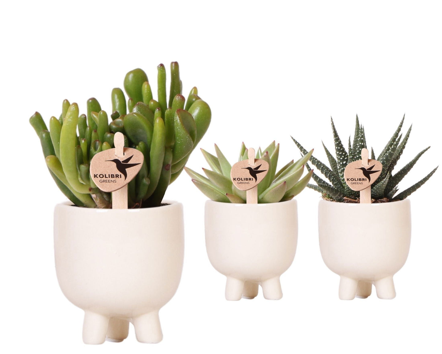 SuccuSet 'Gummy pot' Succuset Tropical Corner