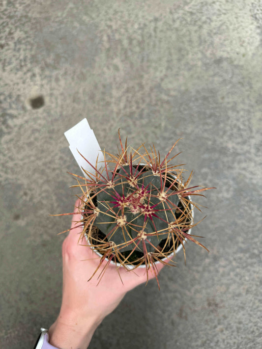 Ferocactus Emoryi