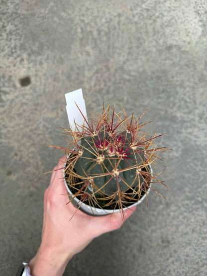 Ferocactus Emoryi