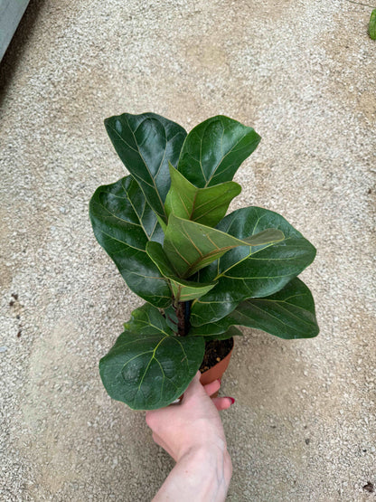 Ficus Lyrata