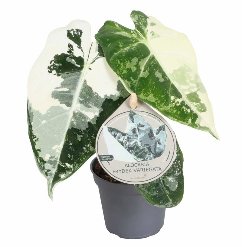 Alocasia micholitziana 'Frydek' Variegata