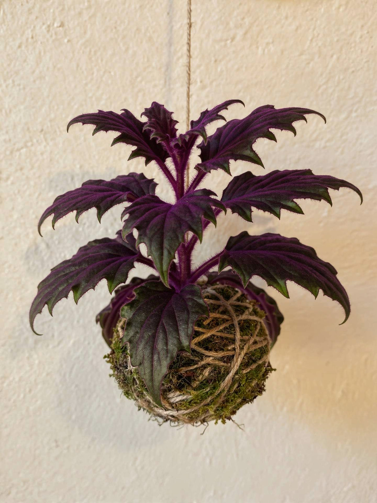 Baby Kokedama | Gynura Aurantiaca 'Purple Passion'