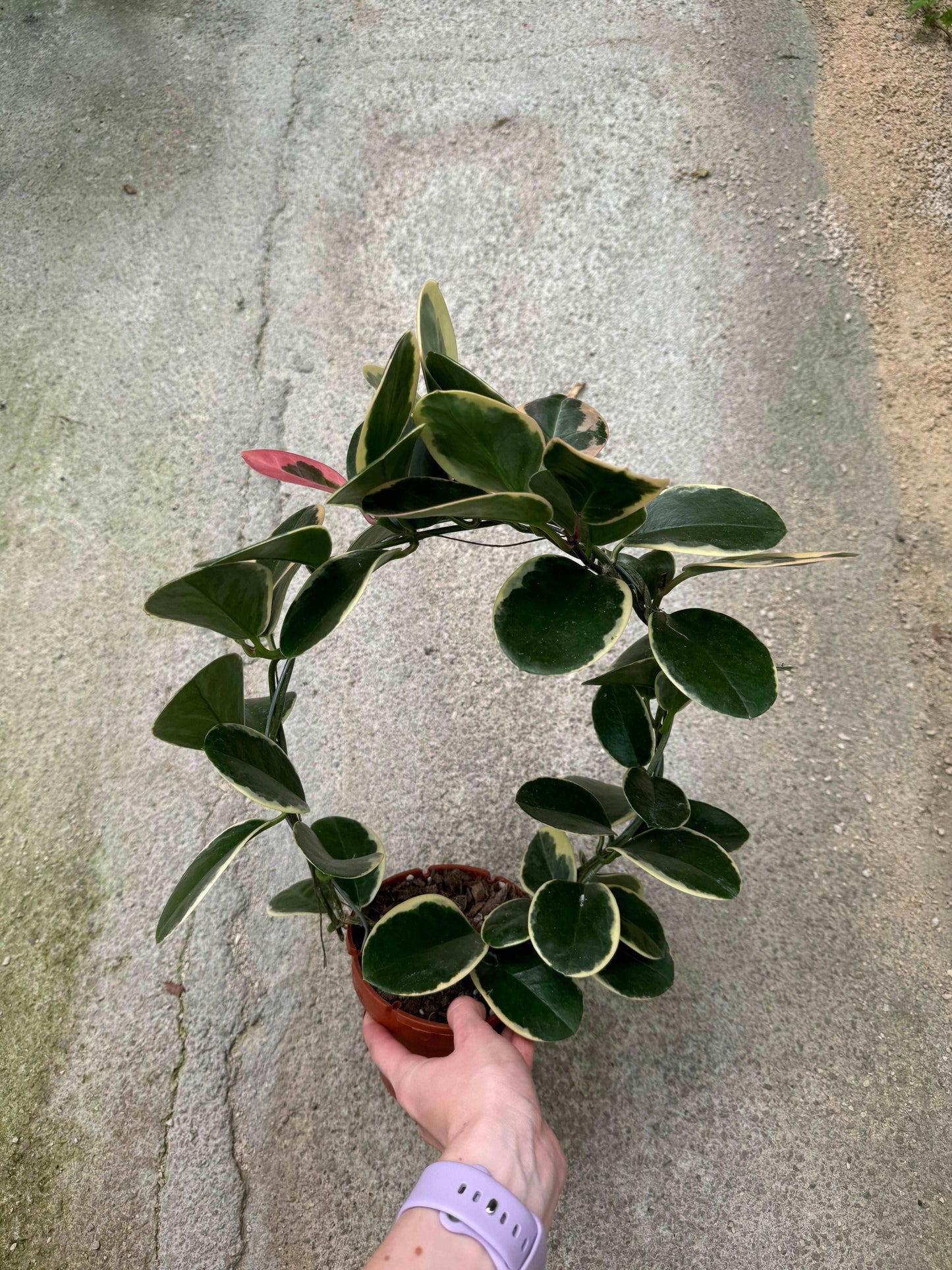 Hoya Australis Blondie