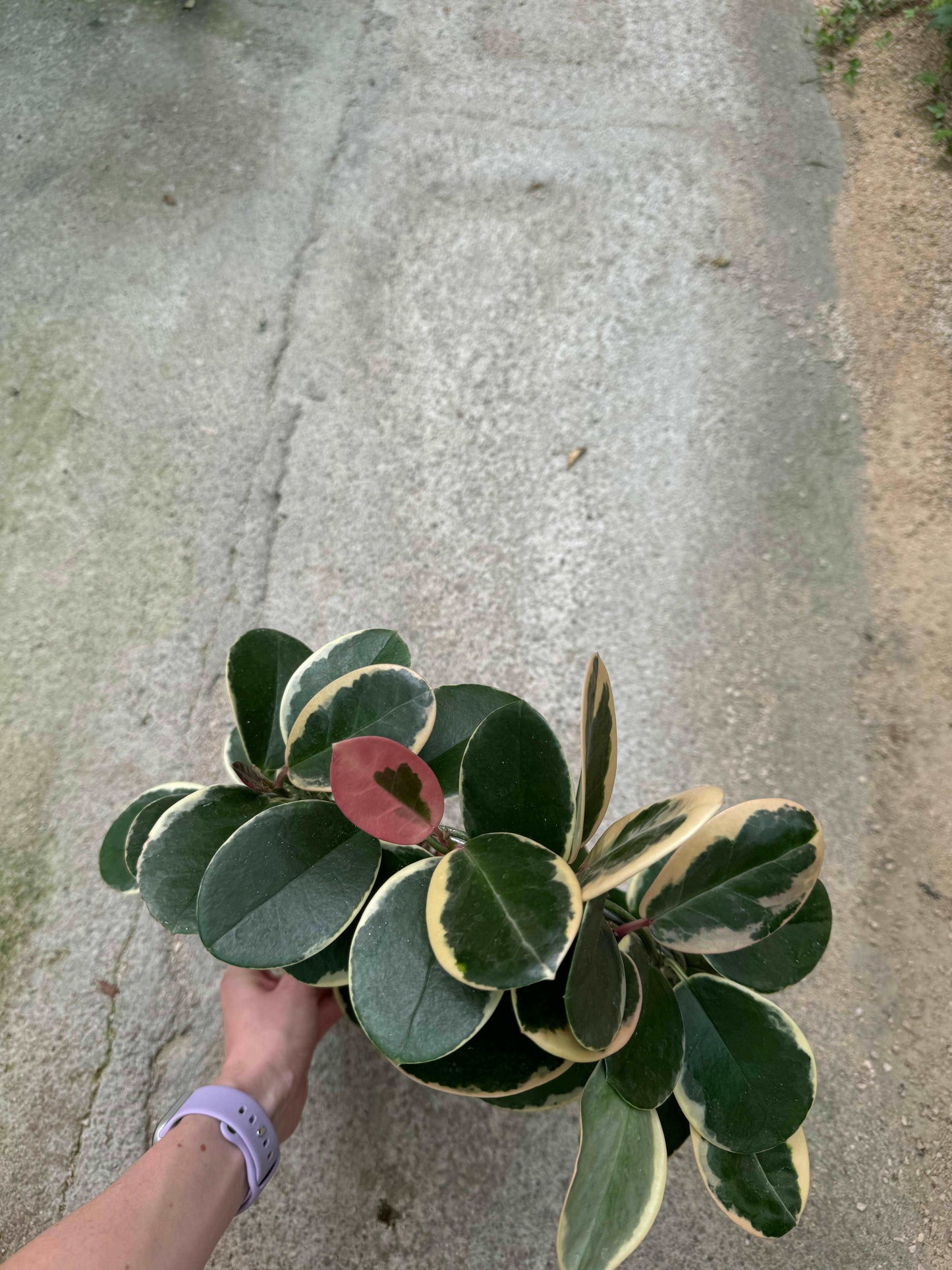 Hoya Australis Blondie