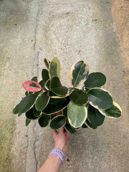 Hoya Australis Blondie