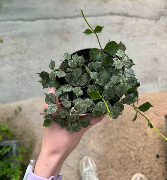 Hoya Curtisii