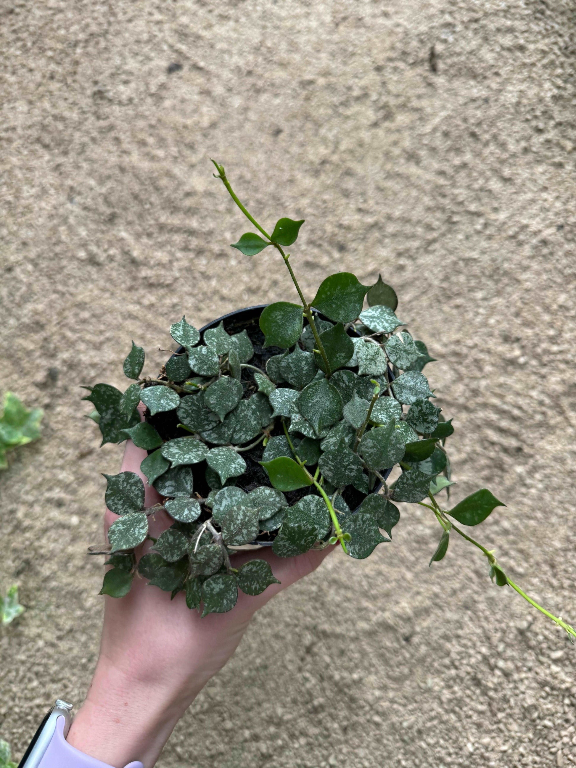 Hoya Curtisii