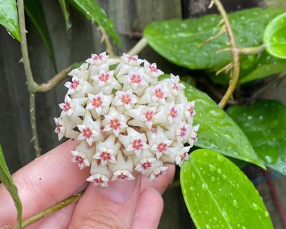 Hoya Parasitica 'Splash' Hoya Tropical Corner