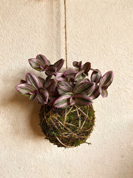 Kokedama | Tradescantia 'Nanouk'