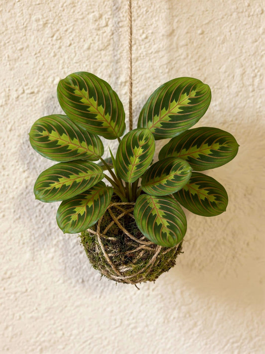 Kokedama | Maranta Leuconeura 'Fascinator'