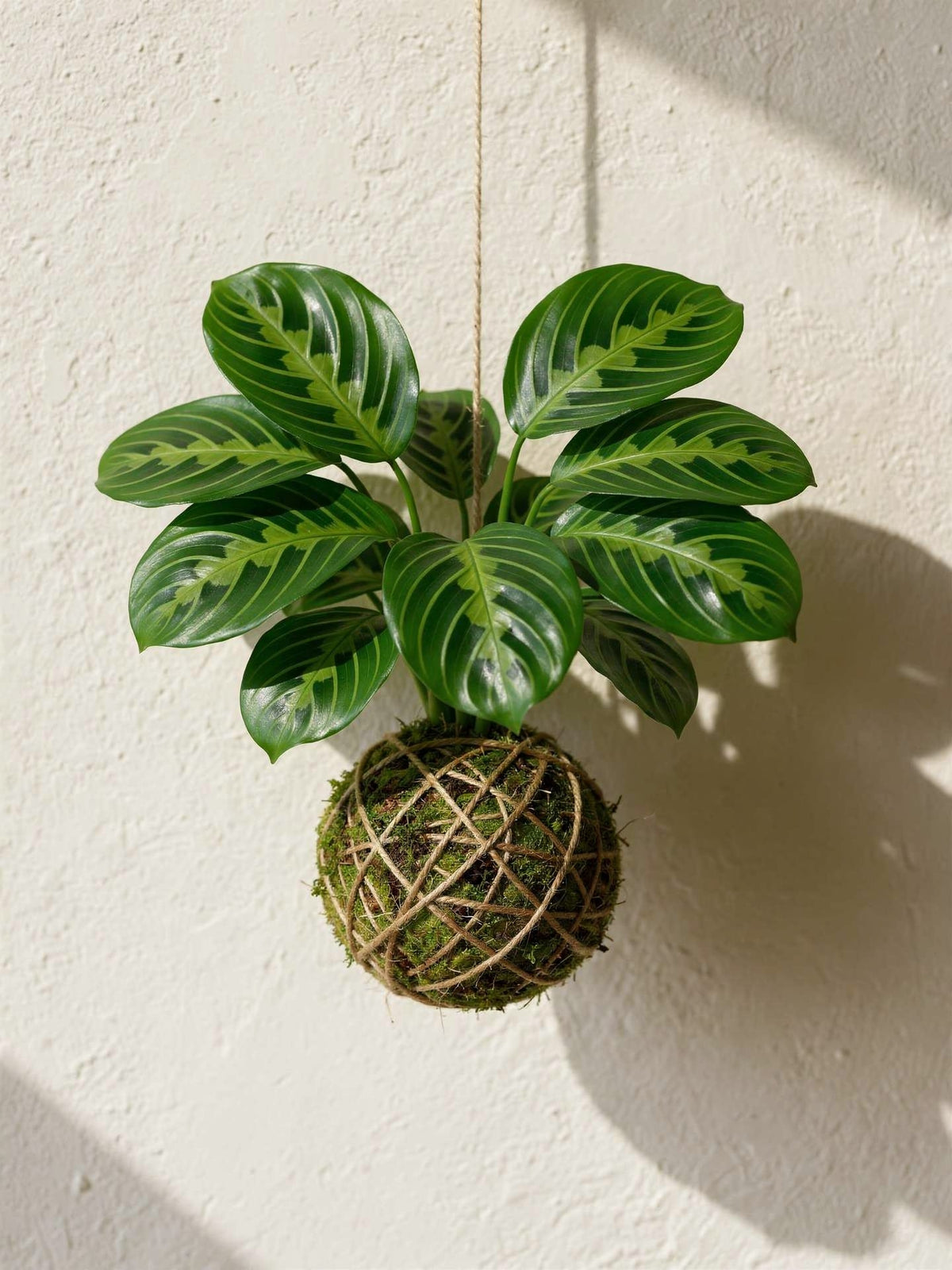 Kokedama | Maranta Leuconeura 'Lemon lime'